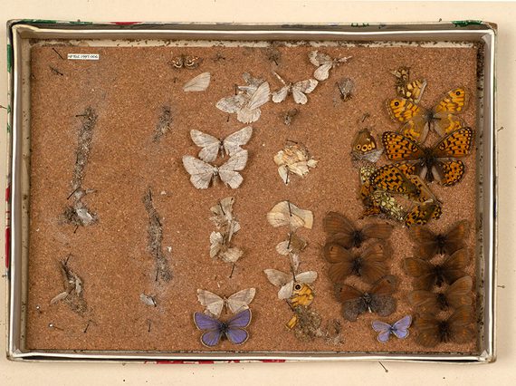 Damage caused by Brown House-moths to an unmaintained collection of butterflies